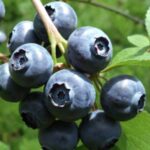 Old-Fashioned Rice Pudding: A Timeless Comfort Dessert Made Step by Step