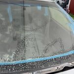 My Neighbor Gave Me a Bag of These: Discovering the Mystery of Black Trumpet Mushrooms