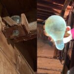 Here’s What to Do If You Spot a Lone Star Tick