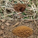 Drink Hibiscus Tea with Bay Leaves and Cinnamon… Then We’ll Talk
