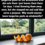 Turning Seashells into a Coastal Masterpiece: A Complete Guide