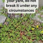 The Plant Growing in Many Yards That People Have Used for Generations
