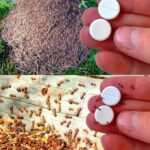 8 Reasons To Leave A Purslane Weed Growing