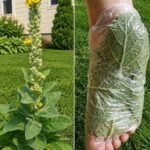 8 Reasons To Leave A Purslane Weed Growing